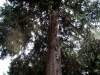 The cedar tree before the climb and prune. 