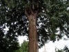 Post climb and prune. Mission accomplished-the back yard has sun again!
