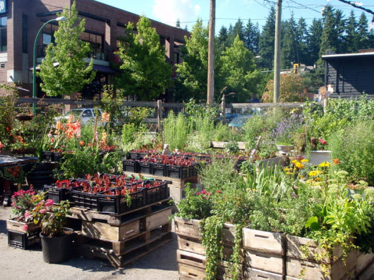 Snapshot of Barbara’s garden outside of Ethical Kitchen Snapshot of Barbara's garden outside of Ethical Kitchen in North Vancouver, BC.