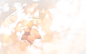 A single brown autumn leaf hangs from a branch, surrounded by softly blurred leaves and gentle sunlight in a warm, pastel-colored background.